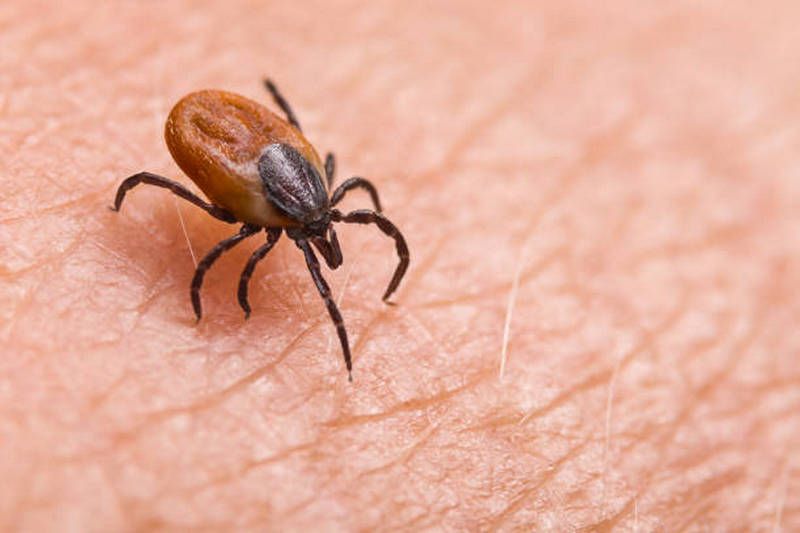 Maladie de Lyme : comment reconnaître une tique ?